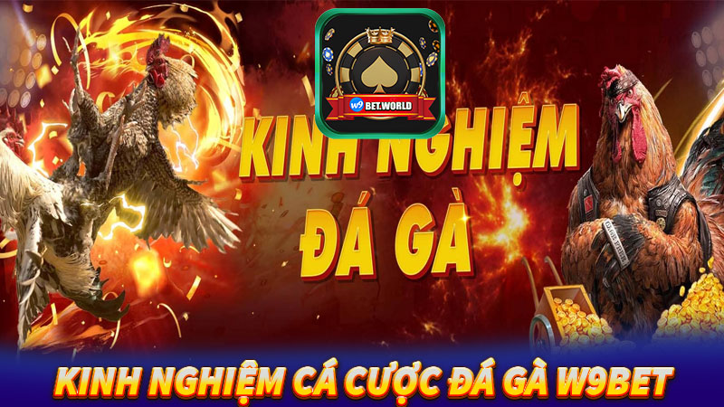 Kinh-nghiệm-cá-cược-đá-gà-w9bet-dễ-ăn-nhất